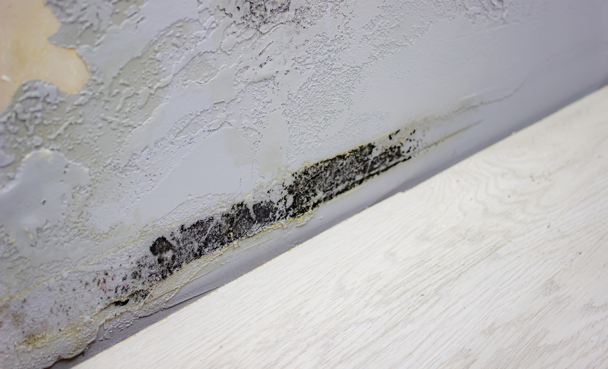 The image shows a close-up of a wall meeting the floor, where there is significant mould growth along the intersection. The wall appears to have some peeling and damaged paint, indicating possible water damage or high humidity conditions that would contribute to mould growth. The mould is black and concentrated in a line along the lower part of the wall, suggesting that this could have been an issue over a period of time. The floor material looks like laminate or wood with a textured pattern.