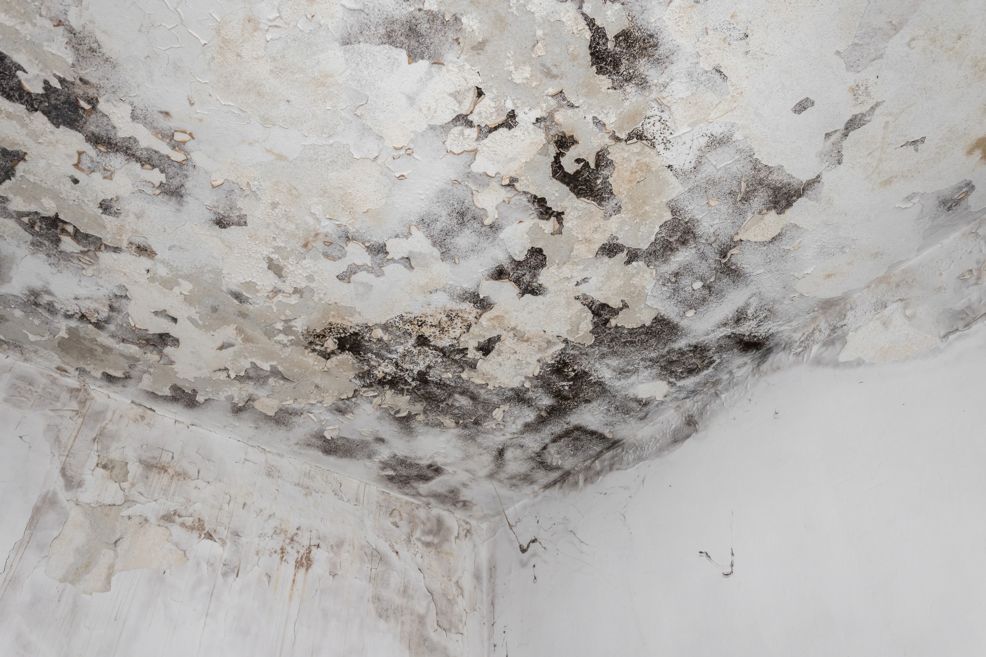 The image shows a damaged ceiling and wall with significant mould and water damage. The paint is peeling off, and dark patches of mould are evident across the surface. This kind of damage is usually the result of long-term exposure to moisture and could indicate a leak or high humidity in the building. It is a health hazard and needs to be addressed promptly.